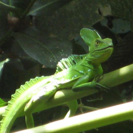 El Tucan Jungle Lodge Puerto Viejo de Talamanca Εξωτερικό φωτογραφία