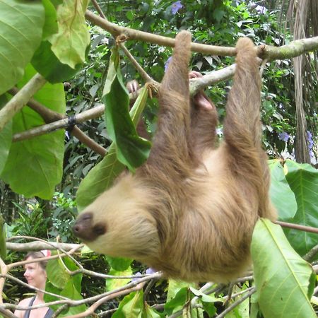 El Tucan Jungle Lodge Puerto Viejo de Talamanca Εξωτερικό φωτογραφία