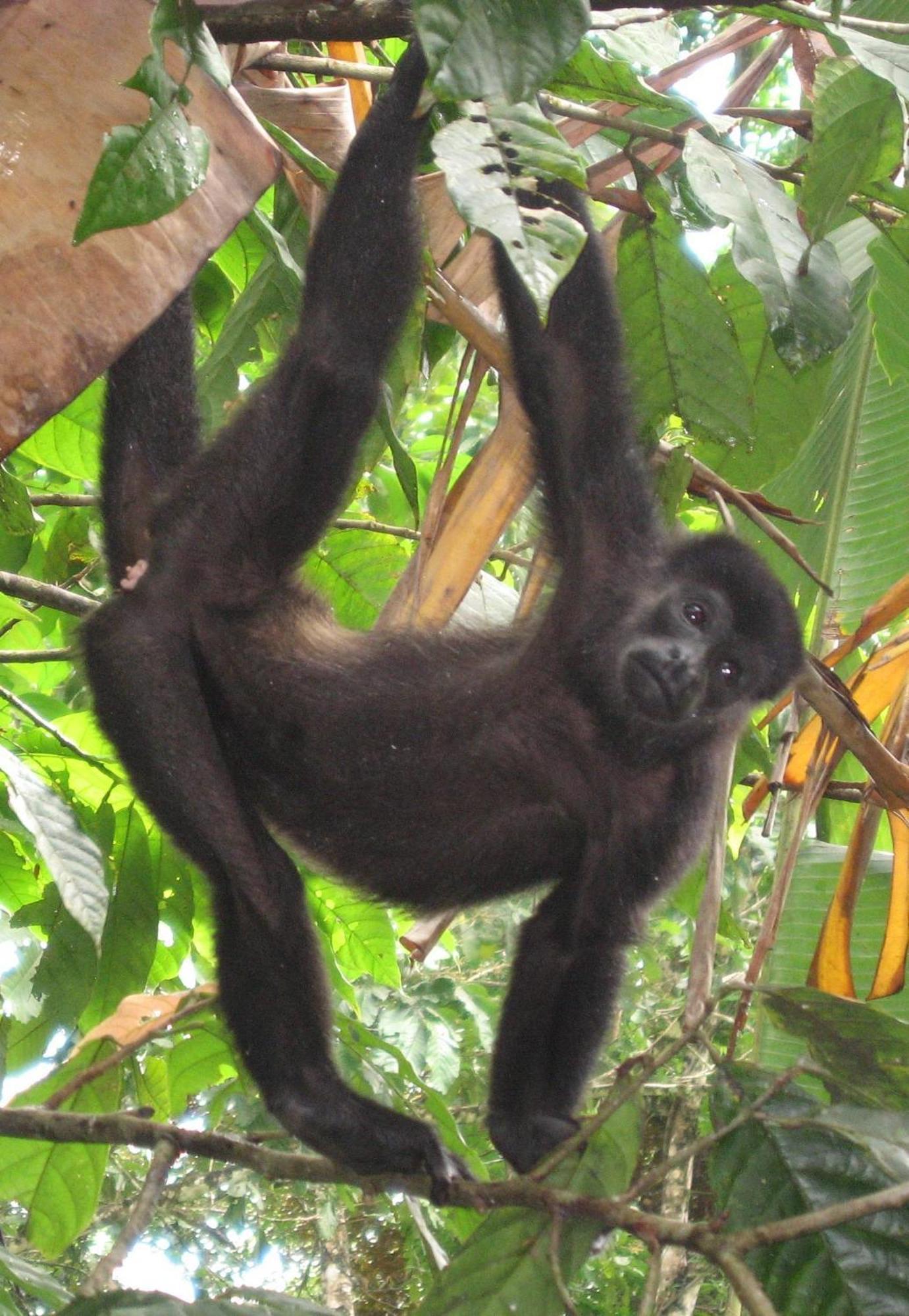El Tucan Jungle Lodge Puerto Viejo de Talamanca Εξωτερικό φωτογραφία