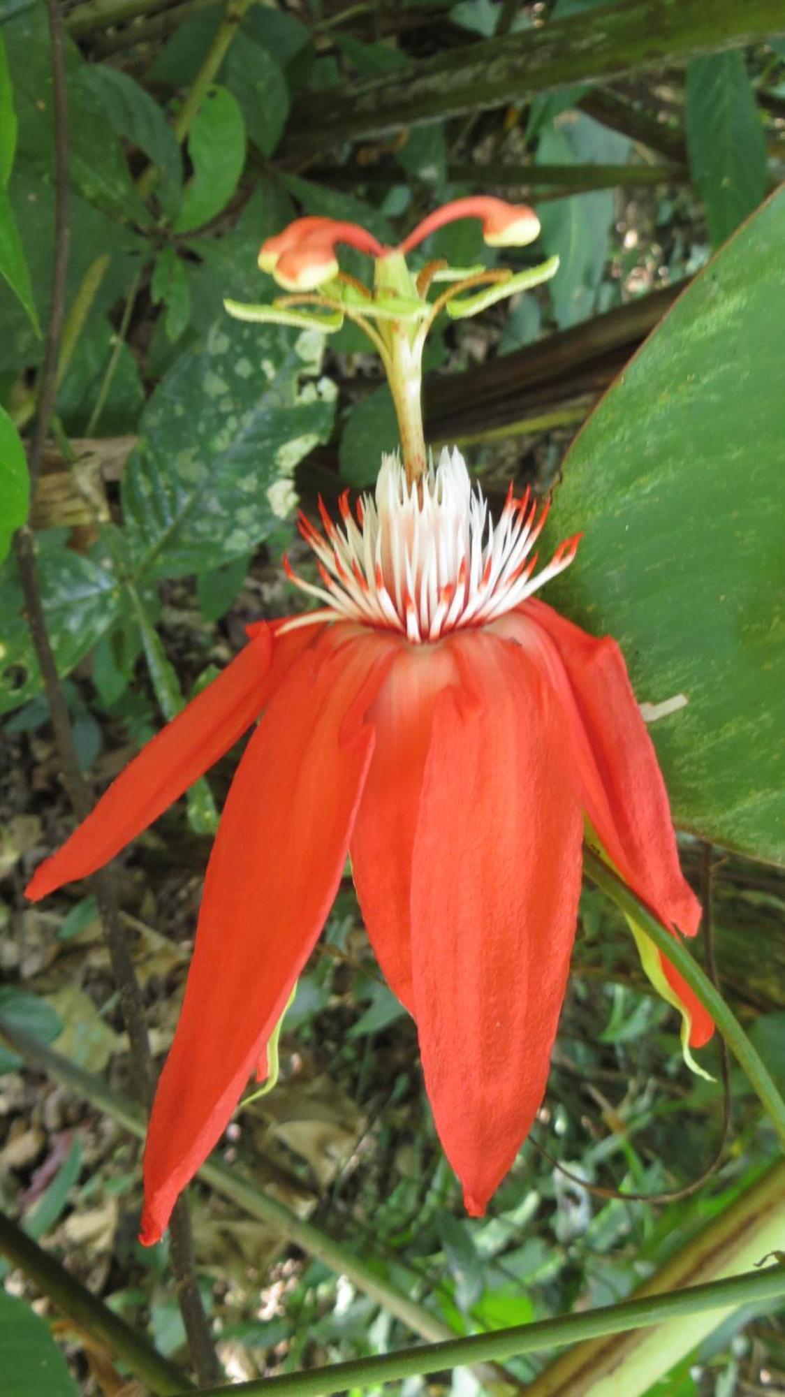 El Tucan Jungle Lodge Puerto Viejo de Talamanca Εξωτερικό φωτογραφία