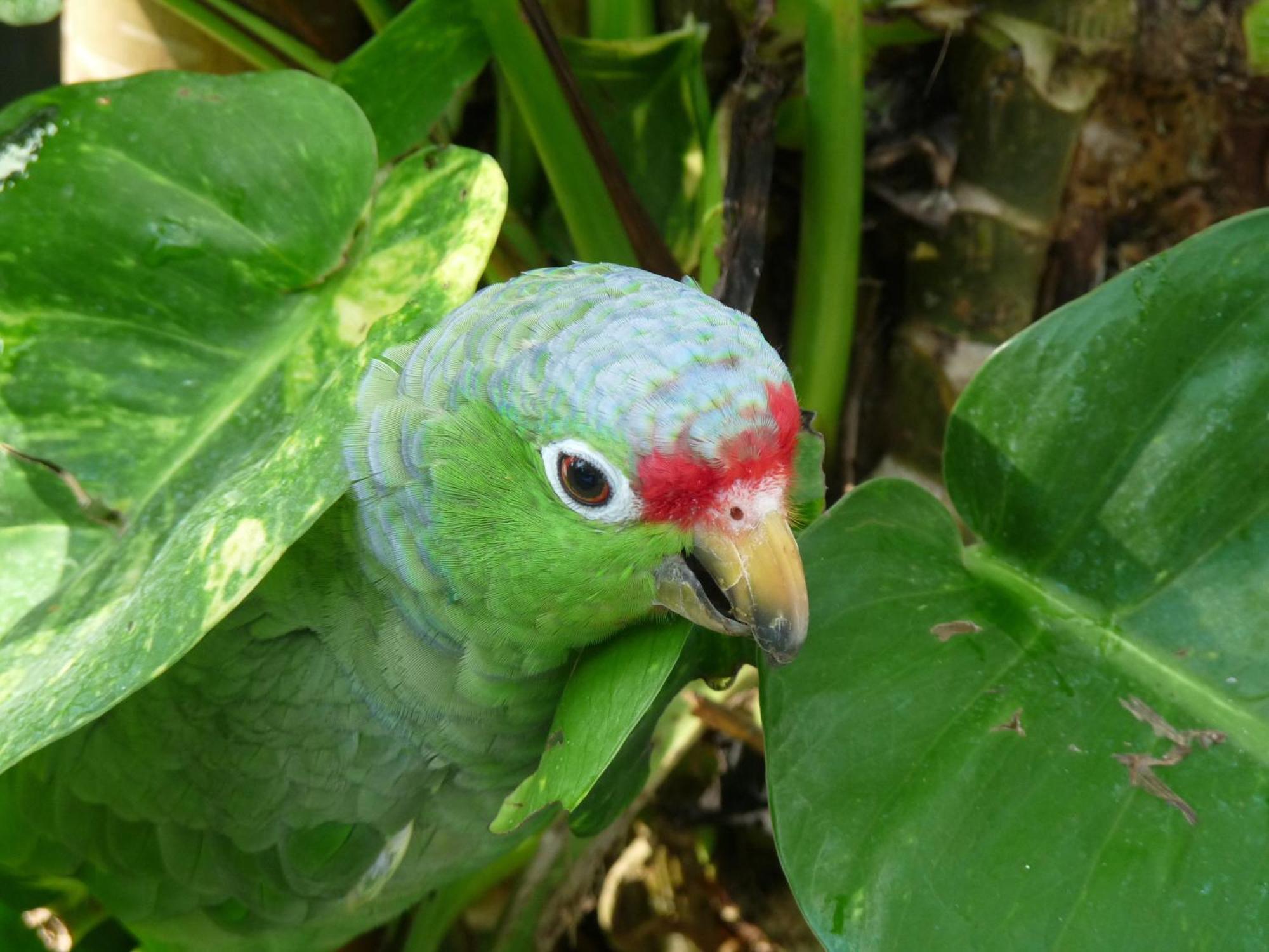 El Tucan Jungle Lodge Puerto Viejo de Talamanca Εξωτερικό φωτογραφία