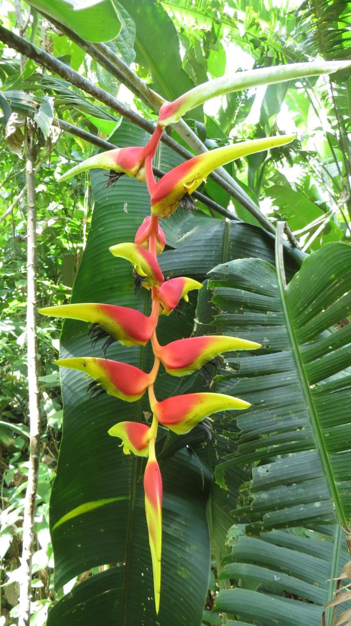 El Tucan Jungle Lodge Puerto Viejo de Talamanca Εξωτερικό φωτογραφία