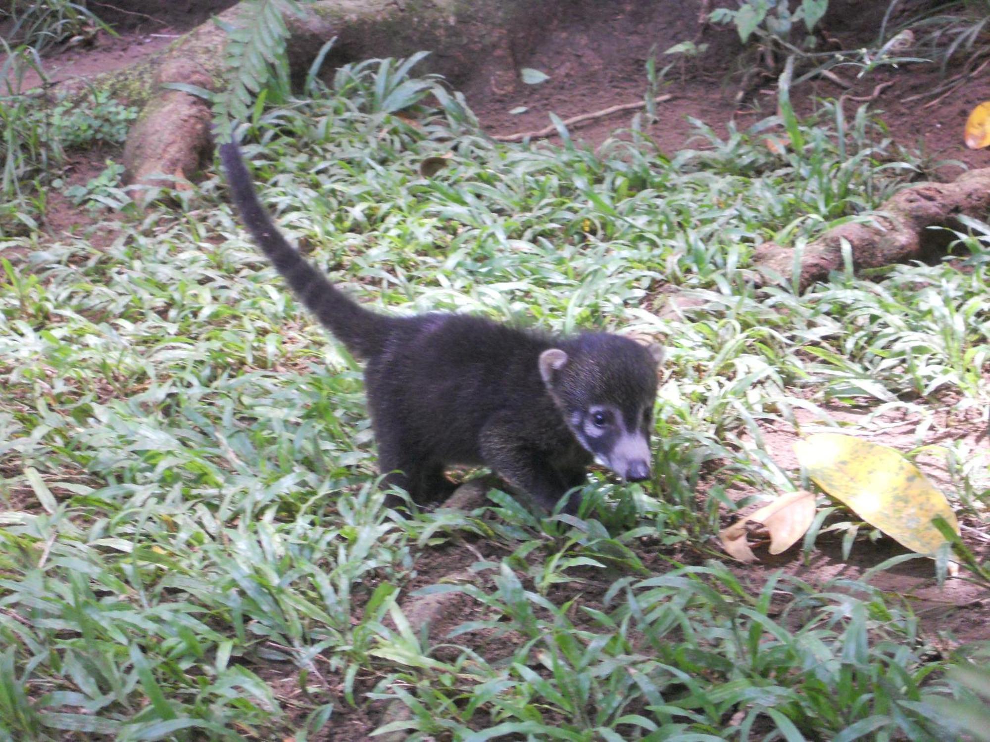 El Tucan Jungle Lodge Puerto Viejo de Talamanca Εξωτερικό φωτογραφία