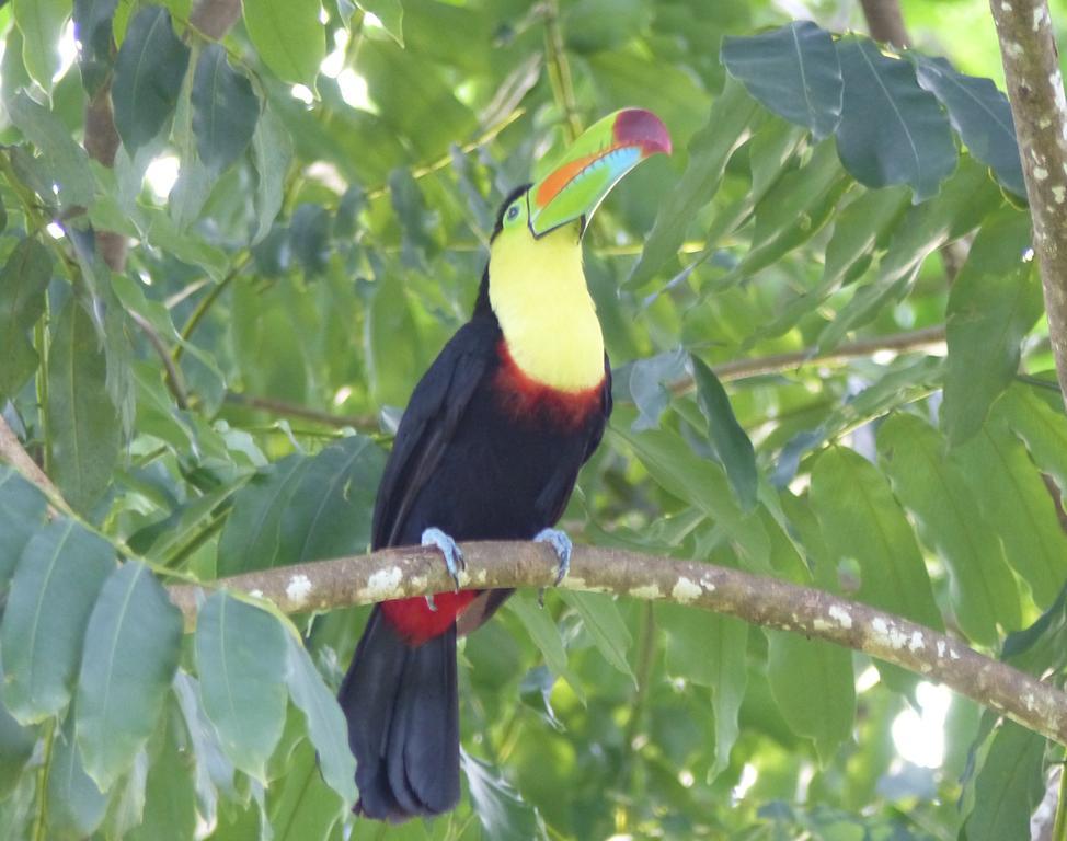 El Tucan Jungle Lodge Puerto Viejo de Talamanca Εξωτερικό φωτογραφία