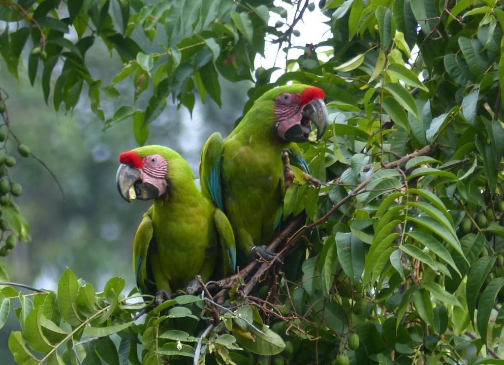 El Tucan Jungle Lodge Puerto Viejo de Talamanca Εξωτερικό φωτογραφία